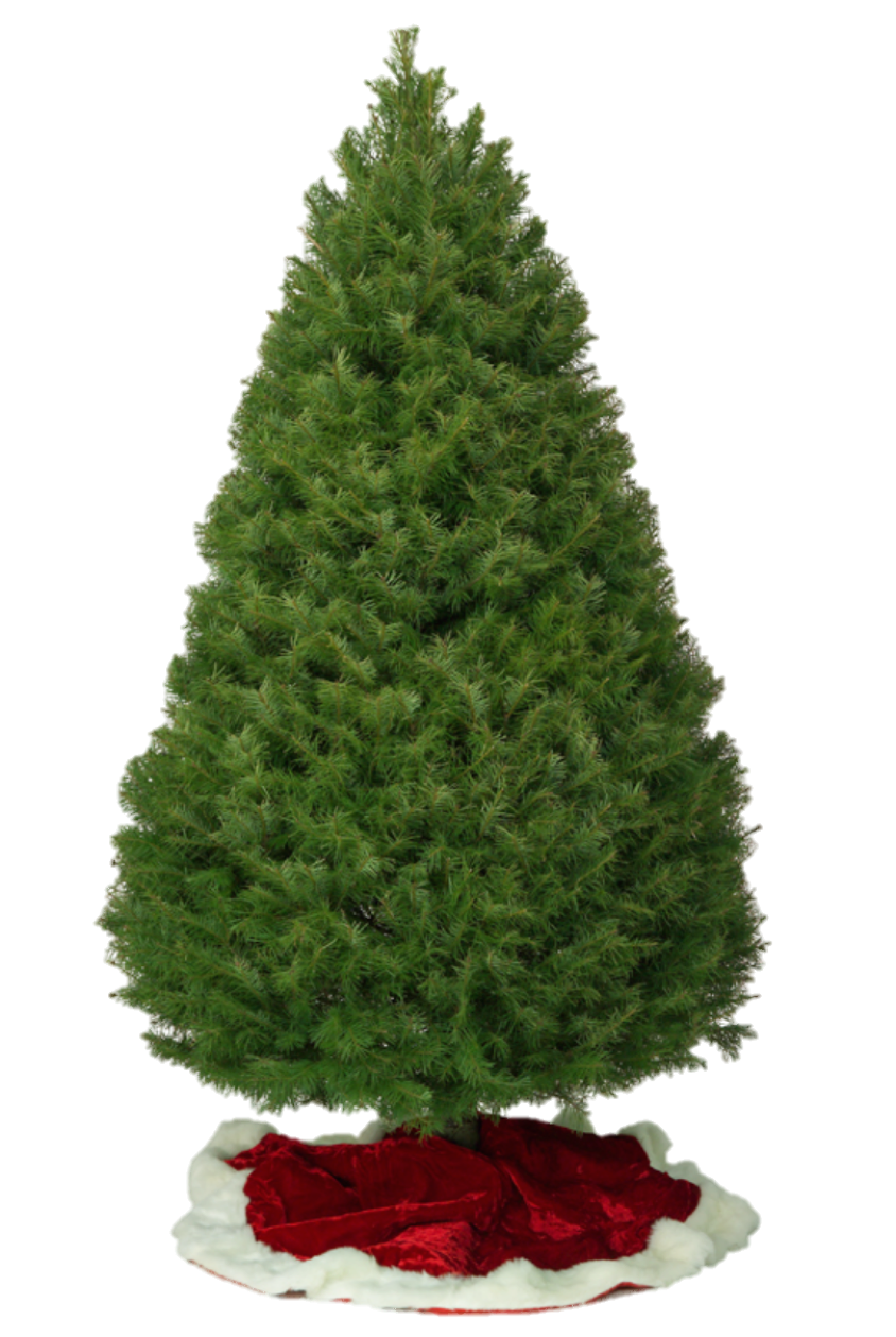 Douglas Fir - La Jolla