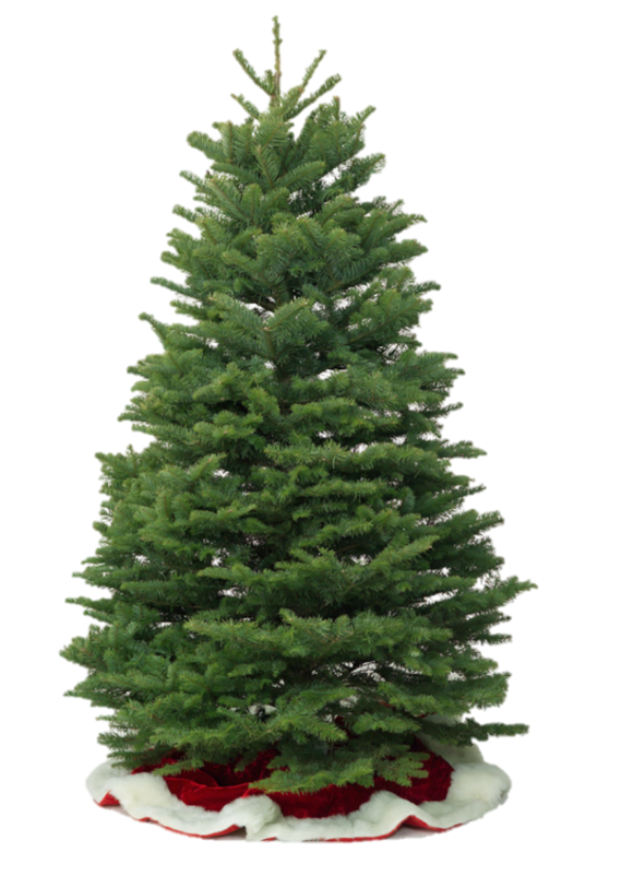 Noble Fir - Balboa Park